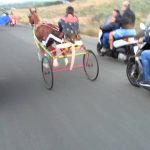 Crimini contro gli animali, in Sicilia un procedimento penale ogni 12 ore