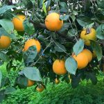 Il territorio di Centuripe invaso dalle discariche abusive