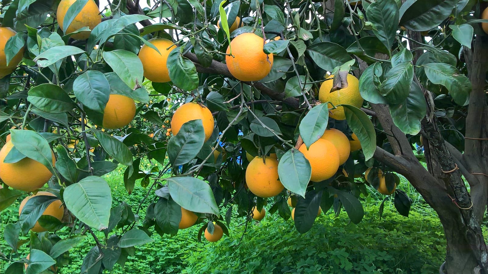 Il territorio di Centuripe invaso dalle discariche abusive