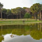 Il boschetto della Playa si prepara al Ferragosto