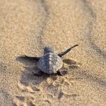 Diciotto testuggini nate in spiaggia a Petrosino dopo 25 anni