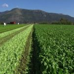 Emergenza siccità in Sicilia, arriva interrogazione all’Ars: “Valorizzare Consorzi di Bonifica”