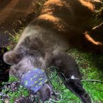 Trentino, orso aggredisce Carabiniere ad Andalo, catturato