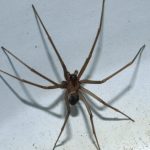 Latina, turista muore nella stanza d’albergo: fatale il morso di un ragno violino