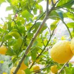 Una campagna contro il Malsecco degli agrumi