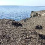 Posidonia, in Sicilia da rifiuto organico ad affare economico