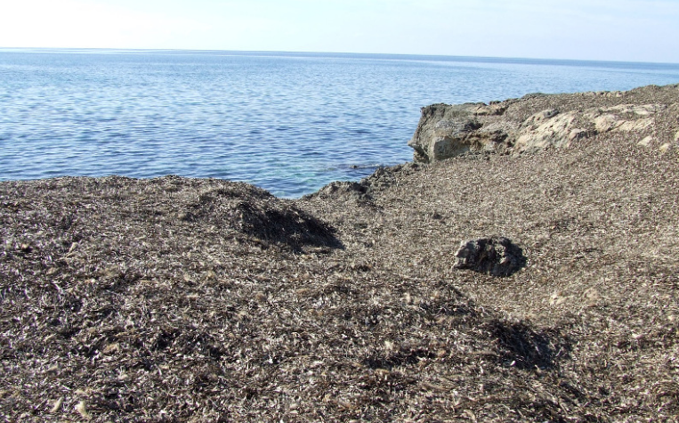Posidonia, in Sicilia da rifiuto organico ad affare economico