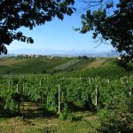 Dalla Regione finanziamenti per la viticoltura della Sicilia