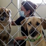 Palermo, dopo otto anni la risposta contro randagismo