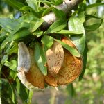 La mandorlicoltura siciliana soffre della riduzione dei matrimoni