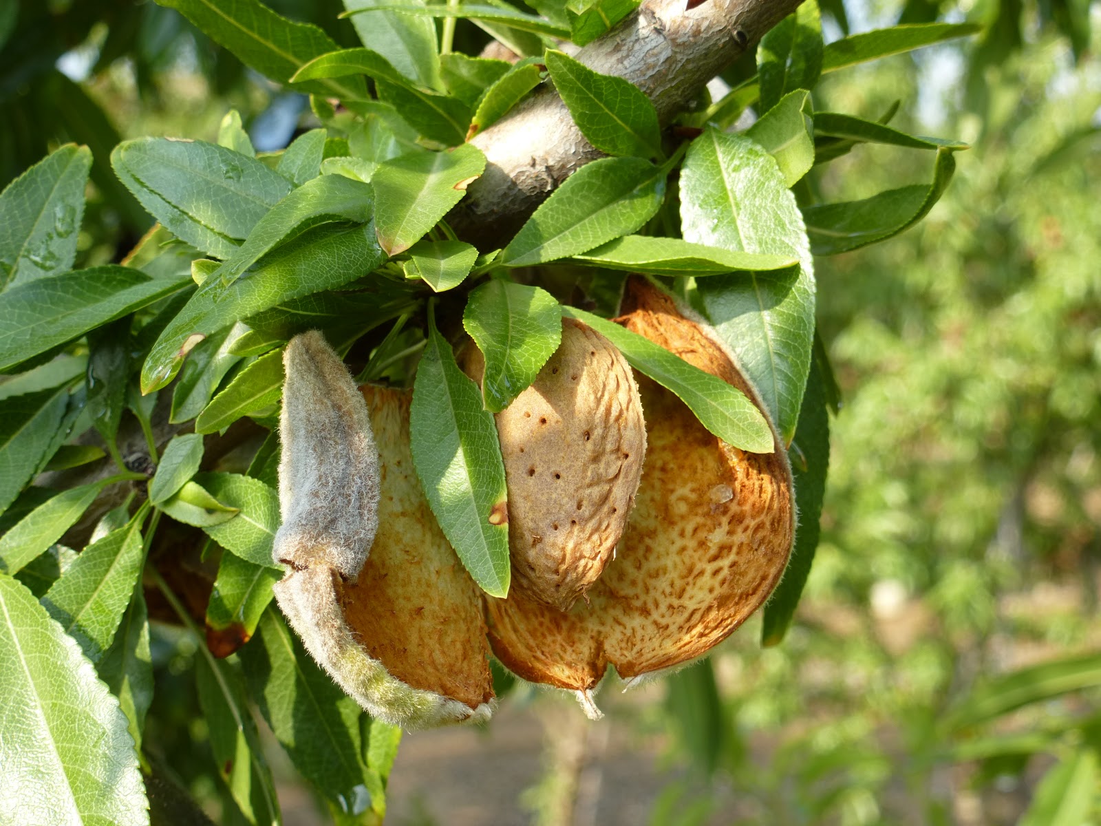 La mandorlicoltura siciliana soffre della riduzione dei matrimoni