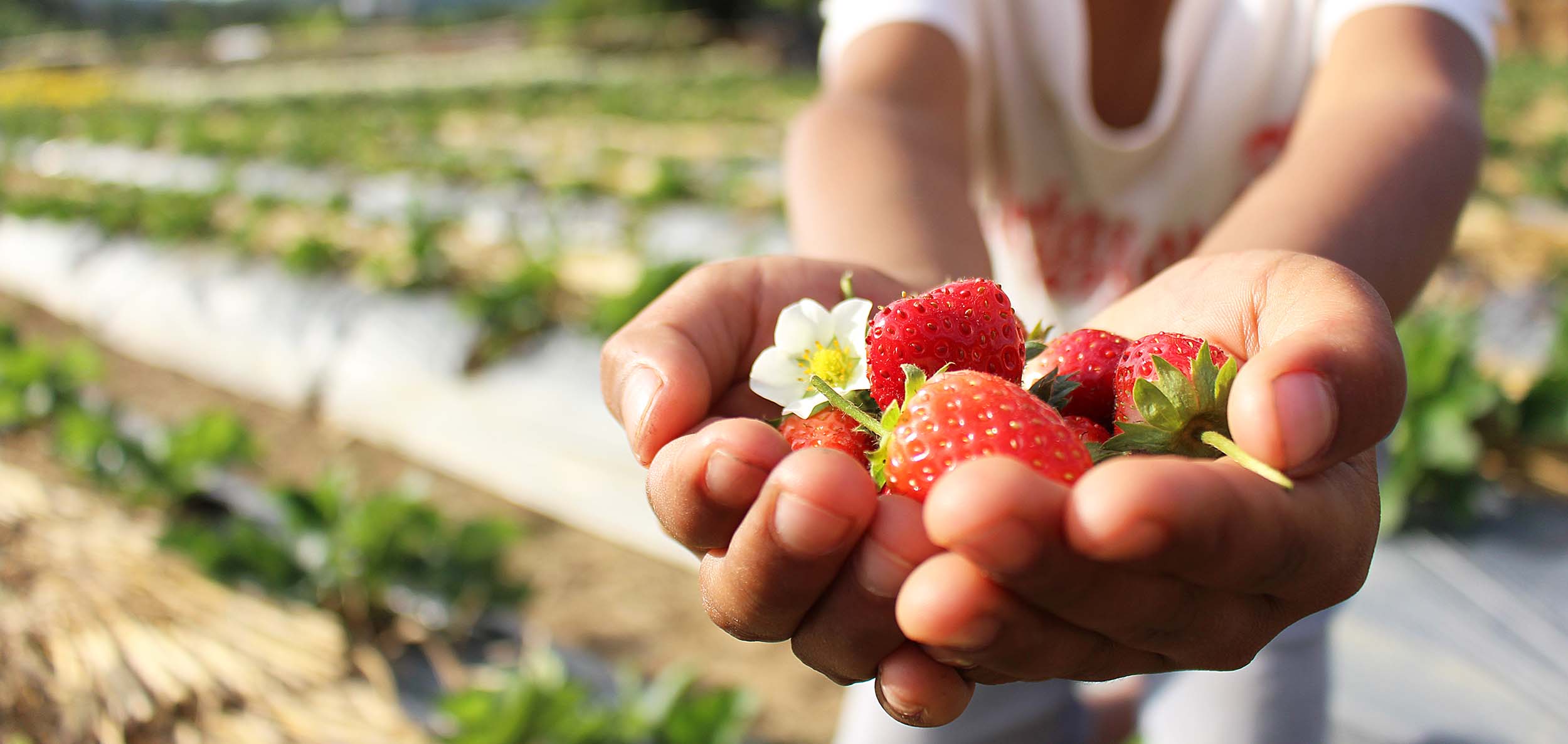 Agricoltura sociale per lo sviluppo del territorio
