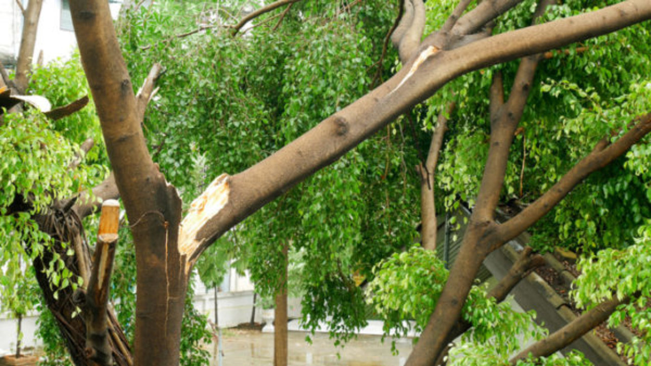 Verde pubblico gelese a rischio sicurezza