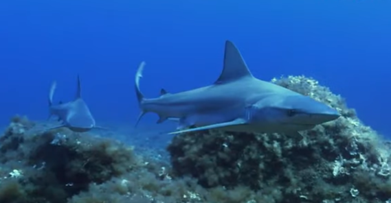 Da UniPa un progetto in difesa dello squalo grigio nelle Pelagie