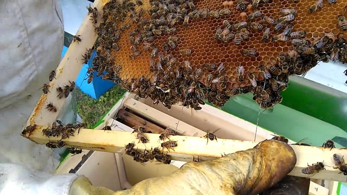 Commercializzazione miele, progetti in partenza