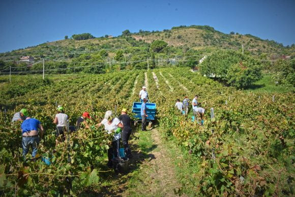 Vendemmia 2022 in Sicilia: attesa produzione di alta qualità