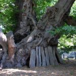 Un catalogo online per gli alberi monumentali