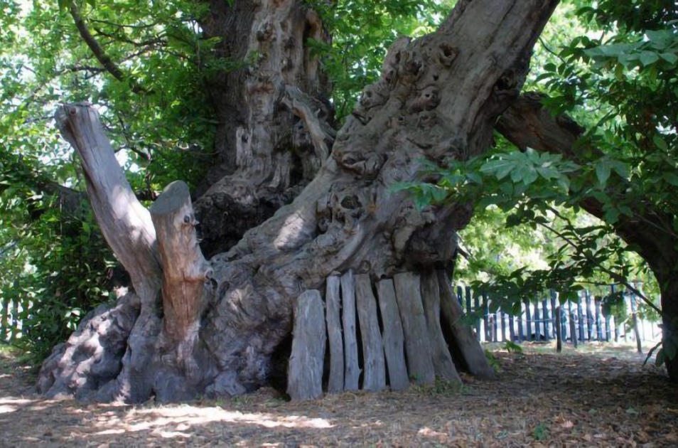 Un catalogo online per gli alberi monumentali