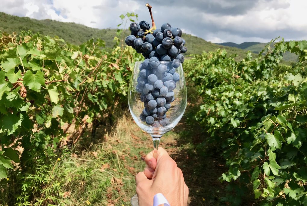 Vendemmia 2020, produzione in Sicilia, calo del venti per cento