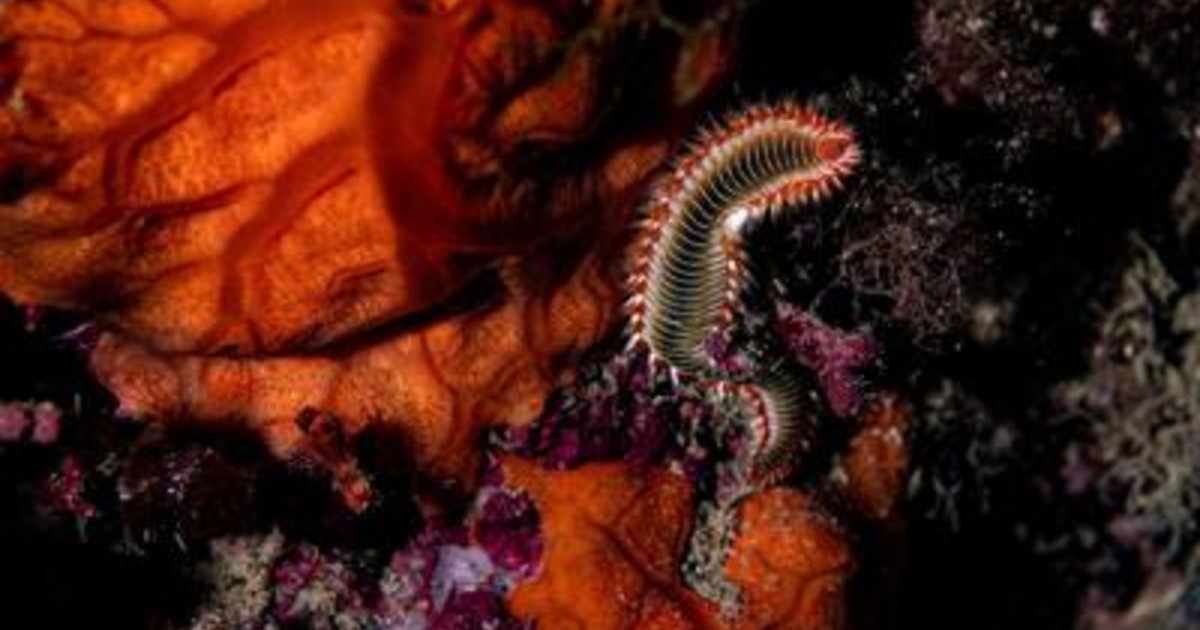 Temperature su nelle acque del Plemmirio, coralli a rischio