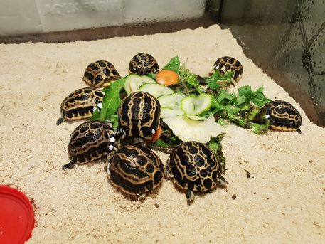 Dei piccoli, nuovi, ospiti nell’Acquario di Genova