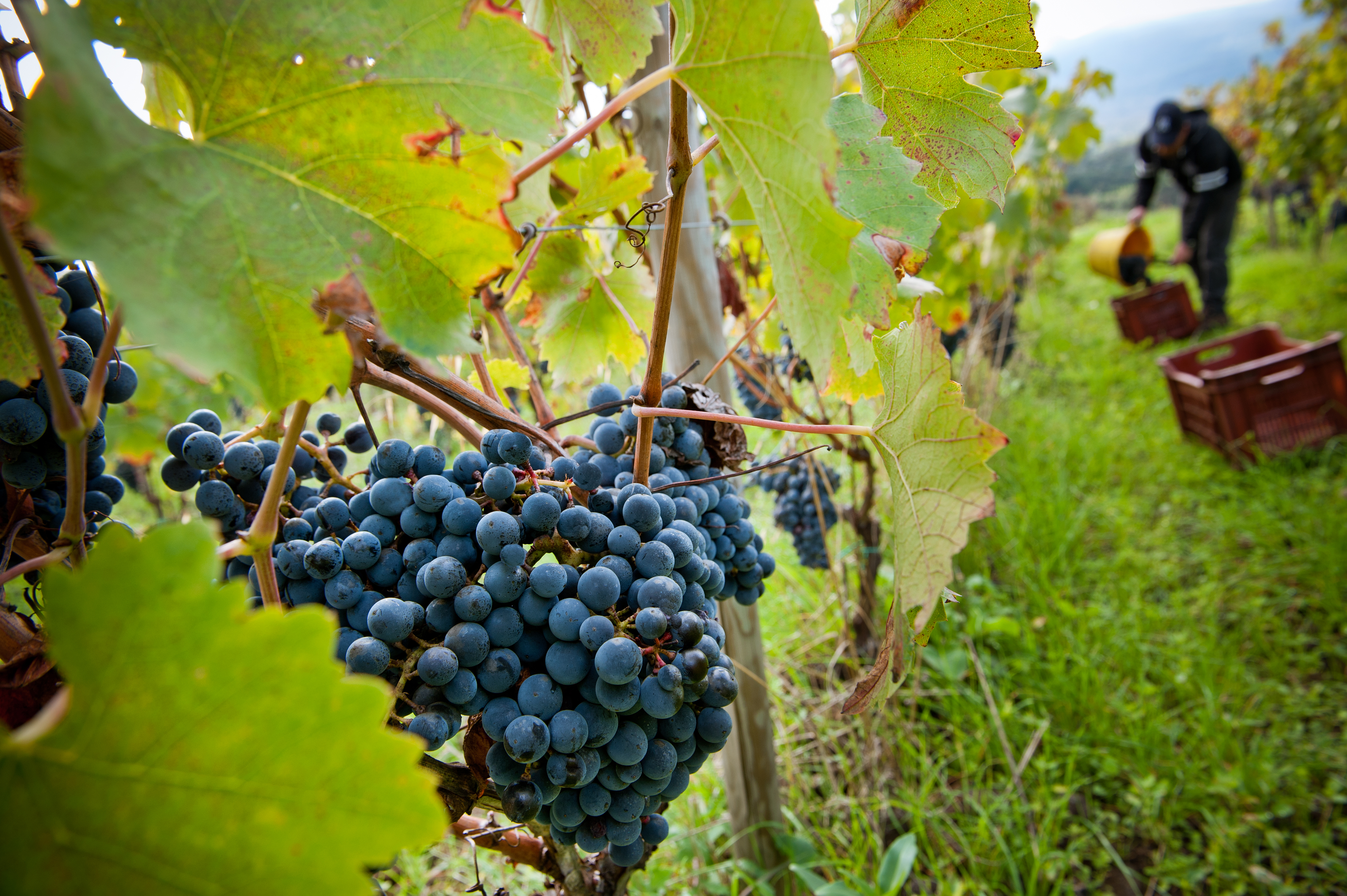 Ocm vino per i Paesi terzi, varato un bando da otto milioni di euro
