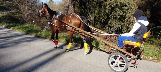 Corse di cavalli clandestine nel parco della Favorita di Palermo