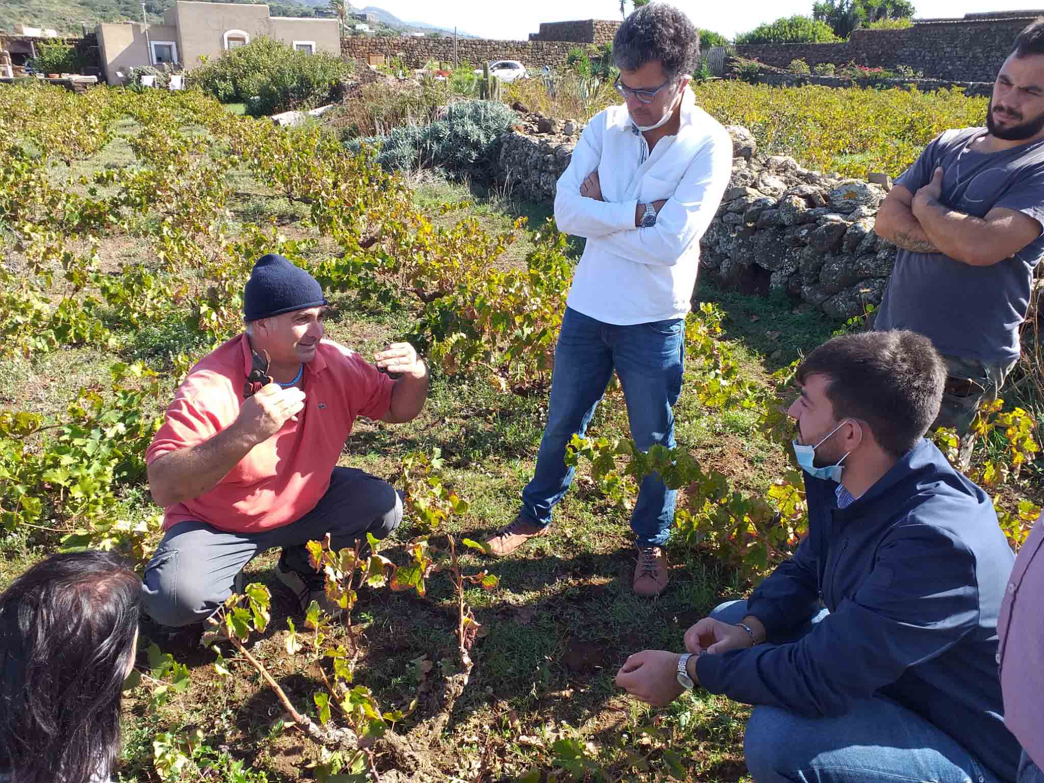 Agricoltura sostenibile, avviata sperimentazione a Pantelleria