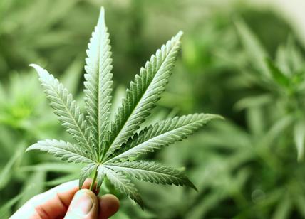Cannabis legale, usi e benefici al di là dei preconcetti diffusi
