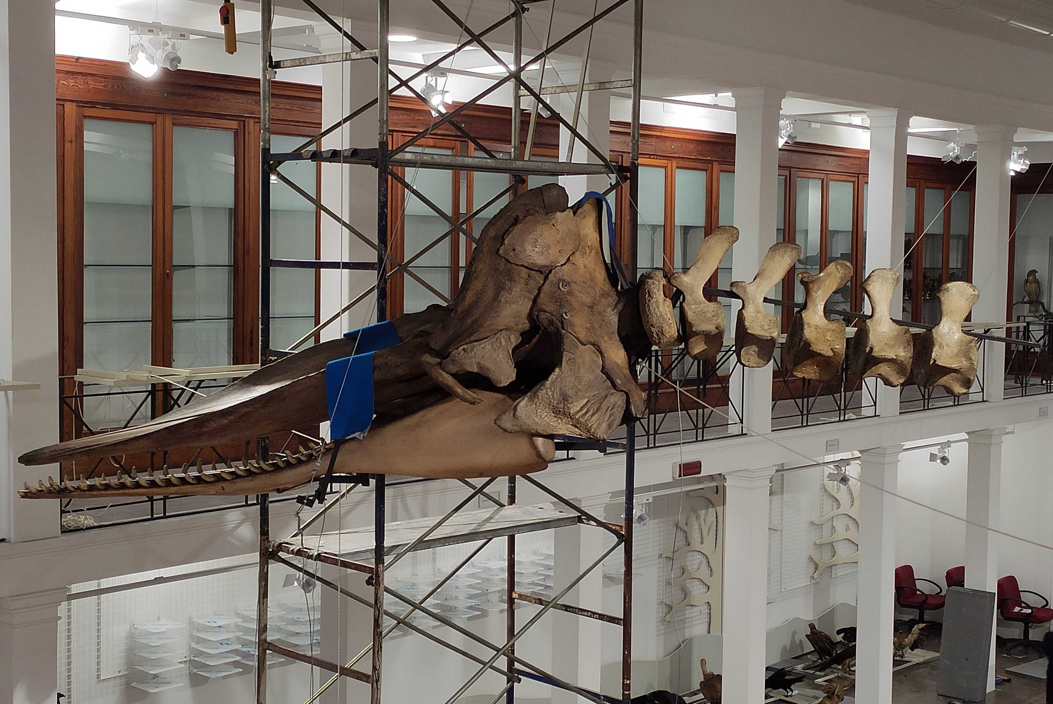 Catania, una veste moderna per il Museo di Zoologia