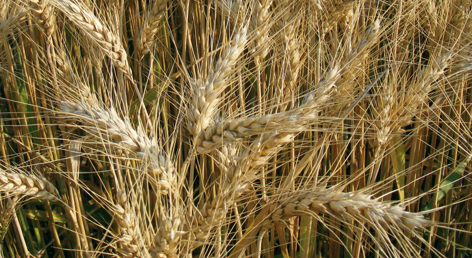 Assoro, valorizzare la filiera del grano siciliano