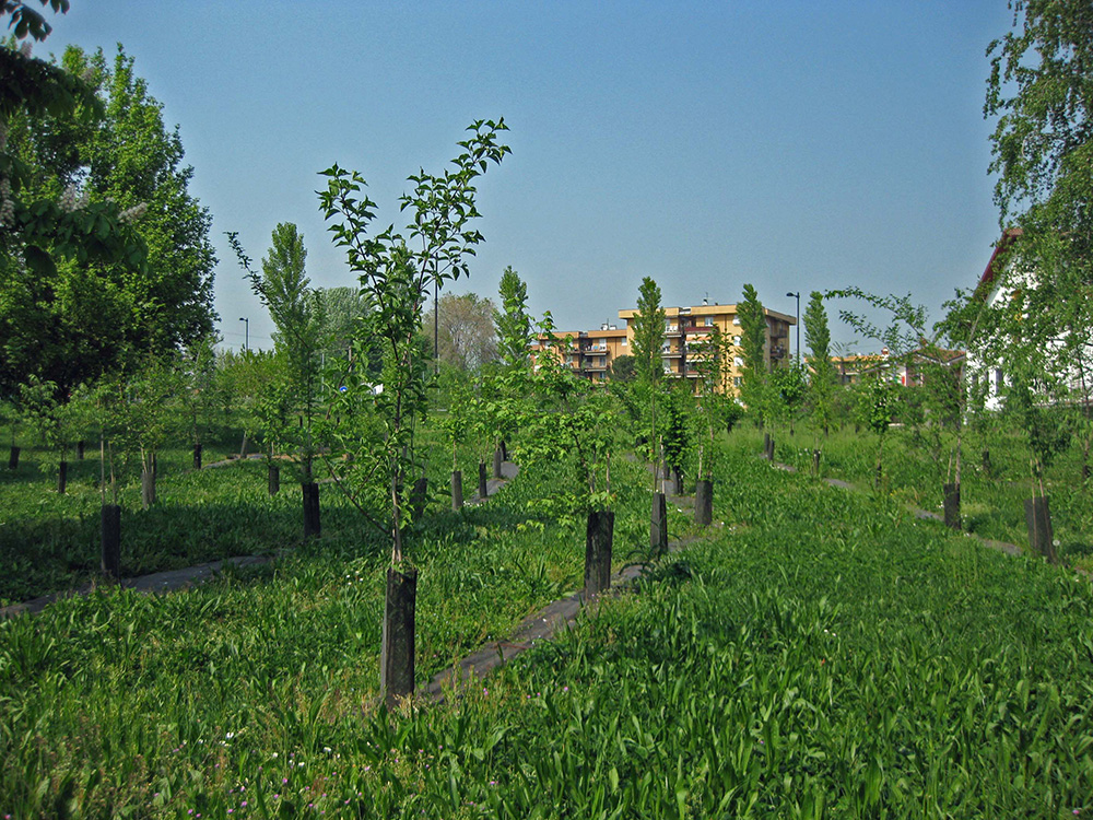 Riforestazione delle città italiane, fondi anche per Palermo e Messina