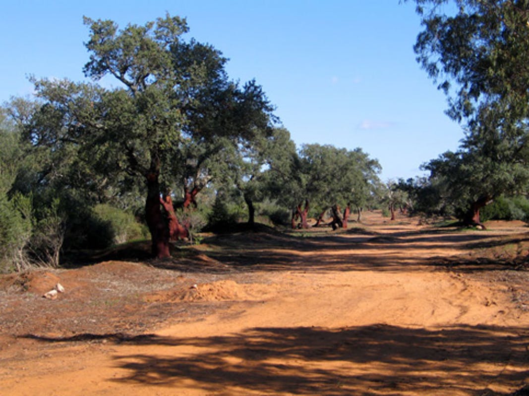 Eventi, sabato nel bosco di Santo Pietro la prima festa della Macchia mediterranea Eventi, sabato nel bosco di Santo Pietro la prima festa della Macchia mediterranea
