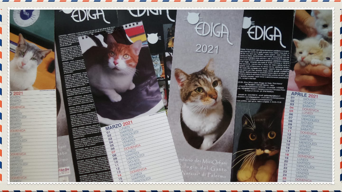 “MiciOrfani”, un calendario per aiutare i gatti di Palermo