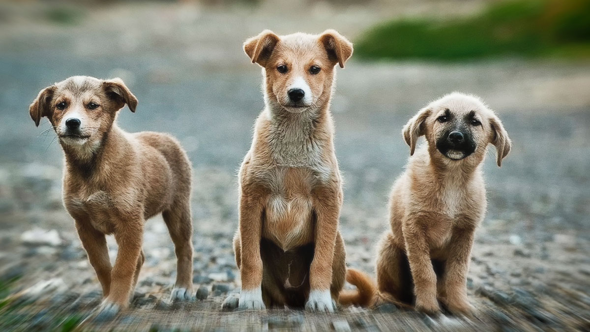 A Caltanissetta l’Ufficio dei diritti degli animali