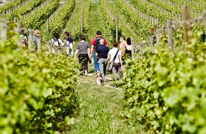 L’enoturismo  e i suoi percorsi