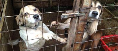 A Catania canile “horror” tra animali maltrattati e bambini abbandonati