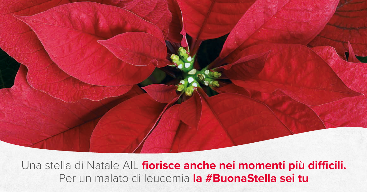 Solidarietà, dal 5 all’8 dicembre tornano le stelle di Natale dell’Ail