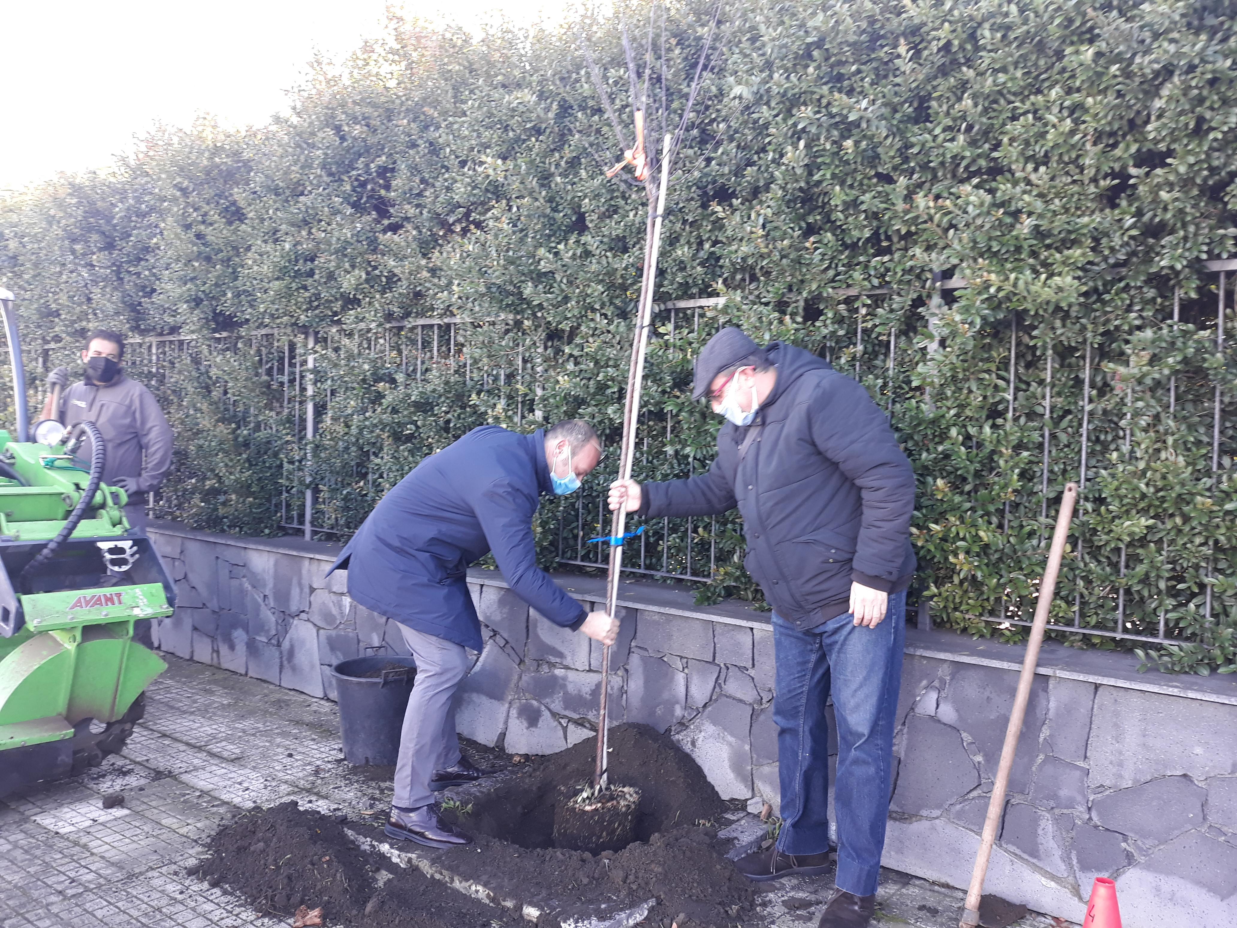 San Gregorio, piantumati  nuovi alberi in viale Europa