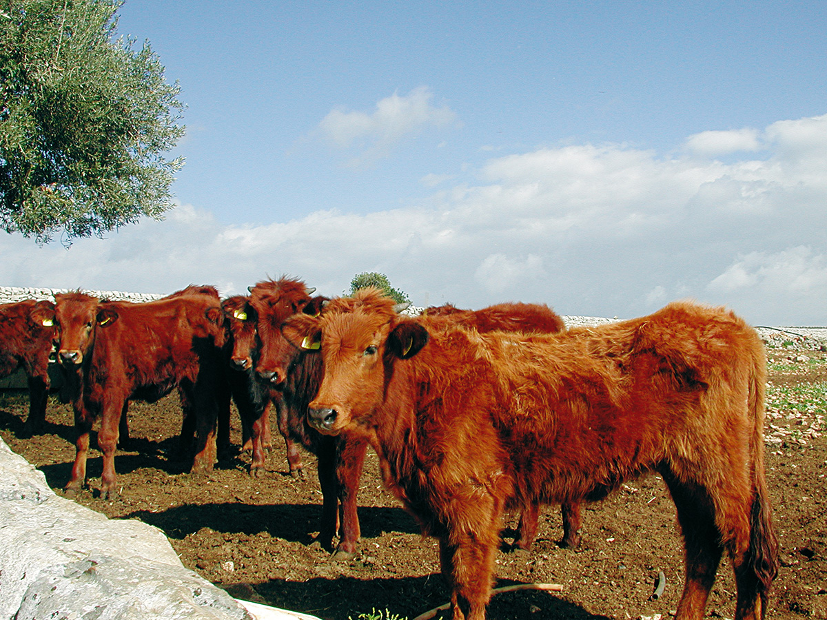 Ragusa, 20 mila € per razze bovine ed equine autoctone