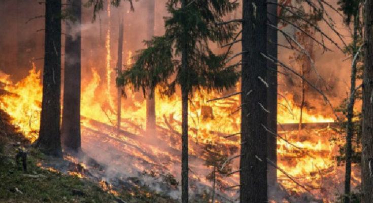 Reati ambientali in Italia, la metà degli incendi tra Sicilia e Calabria