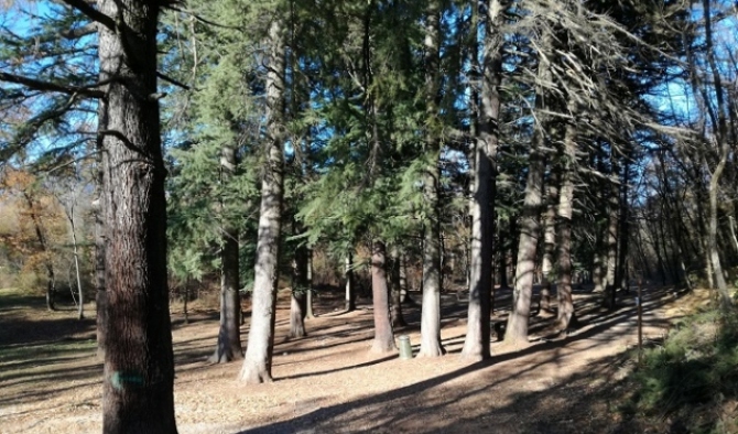 Siracusa, 200 nuovi alberi  per il Bosco delle Troiane