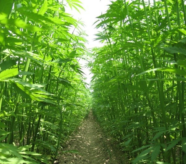 La canapa torna ad essere una filiera agricola