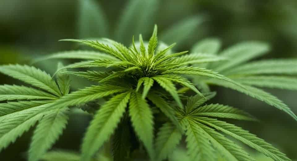 Legalizzazione cannabis, Ciocchetti: “Tutti i modelli che prevedono legalizzazione vanno respinti”