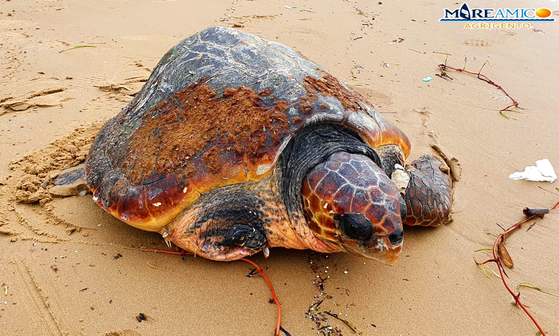 Agrigento, testuggine ferita soccorsa dai volontari di Mareamico