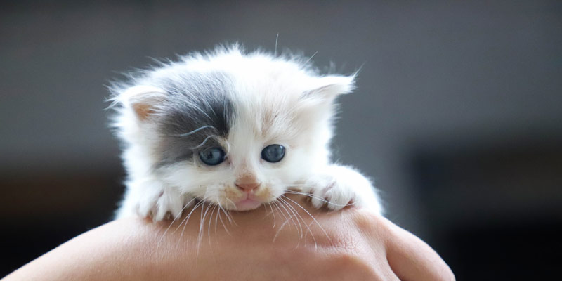 Enpa, durante il lockdown del 2020 boom di adozioni per cani e gatti