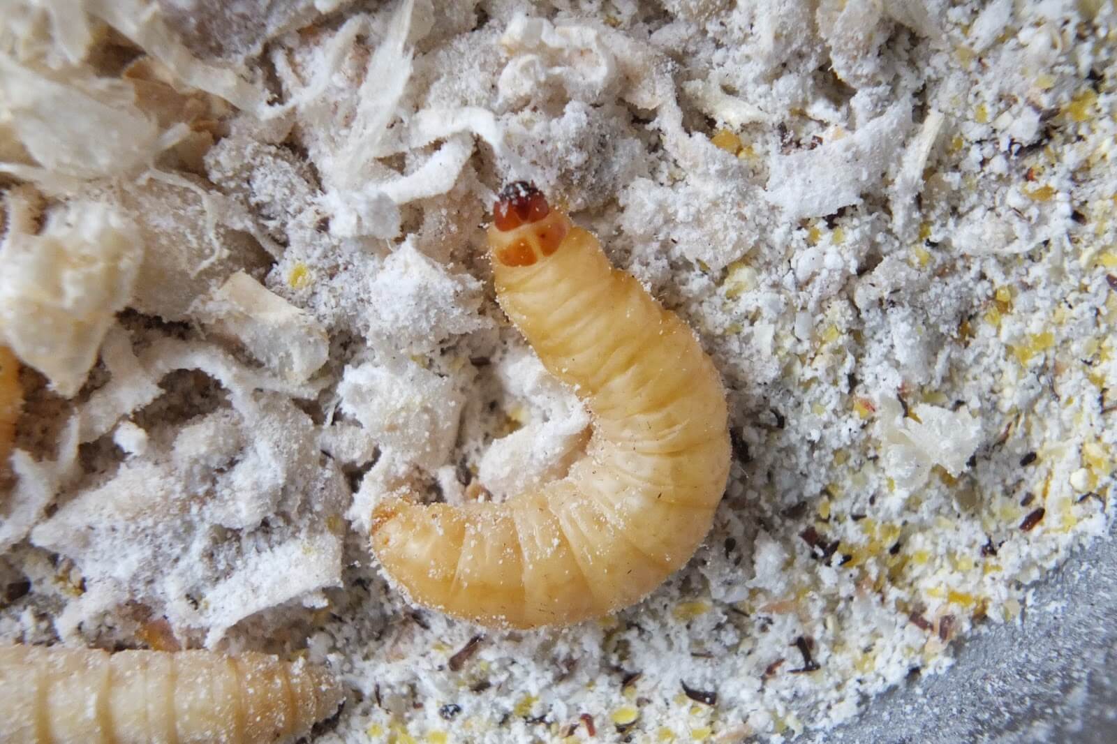 Farine d’insetti, via libera a 4 decreti dal ministro Lollobrigida: ecco cosa prevedono