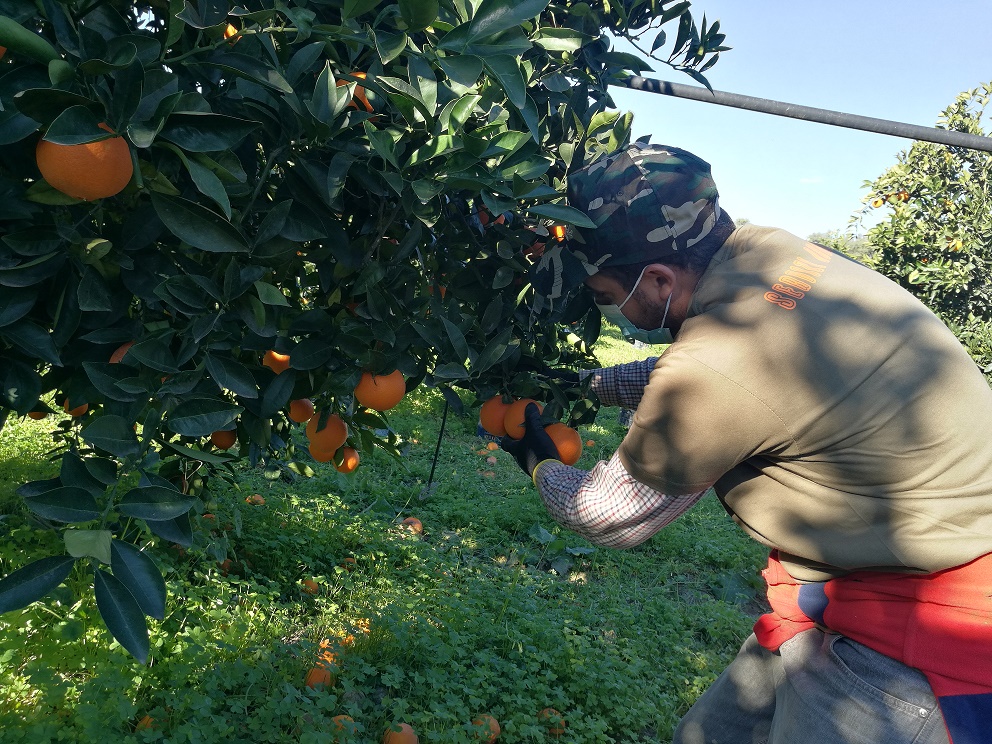 Ora la Xylella spaventa anche gli agrumicoltori siciliani