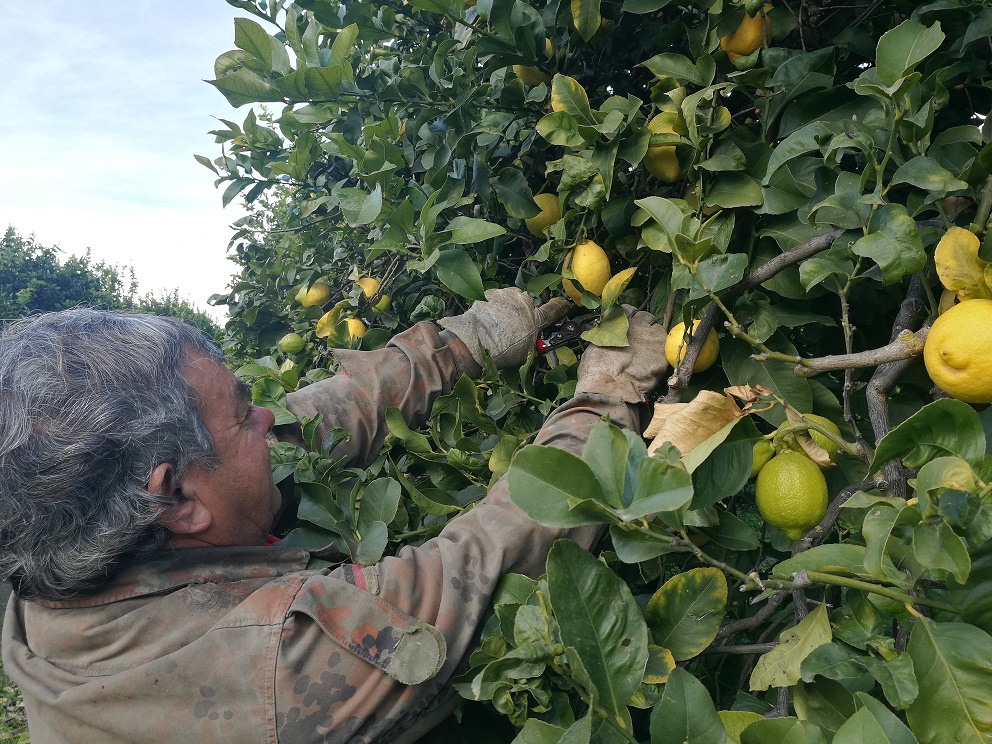Agrumi siciliani DOP e IGP, l’appello del DAS alla Regione