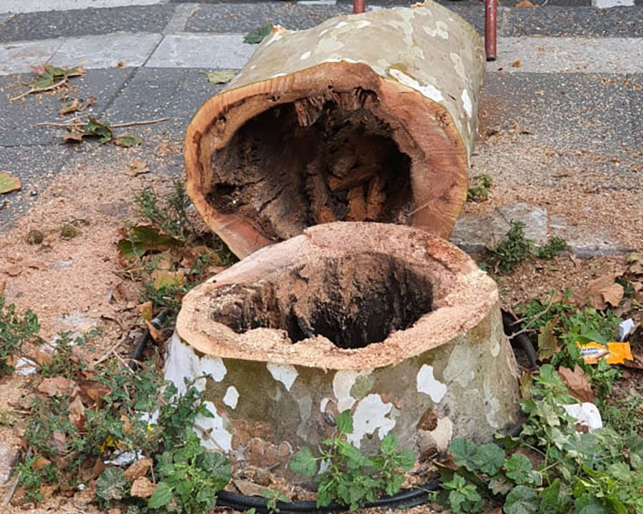 Alberi abbattuti, protesta CittàInsieme. Cantarella: “Piante malate, un rischio”